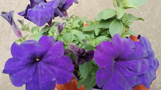petunia flowers purple 💜 // YouTube # смотреть онлайн