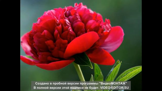 Просто Видео (Цветы) Тест версии 8.27 2019 смотреть онлайн