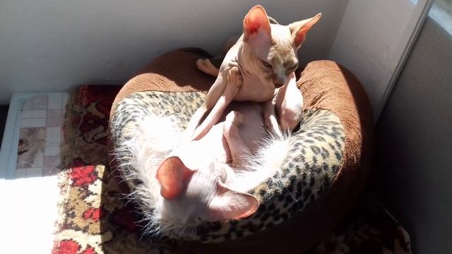 Коты сфинксы семейные разборки часть 2 смотреть онлайн