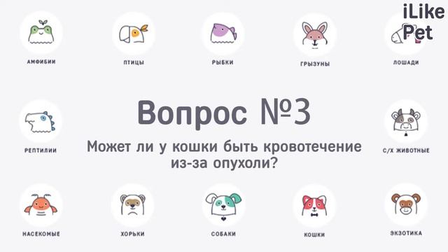 4 вопроса про кровотечения у кошек смотреть онлайн