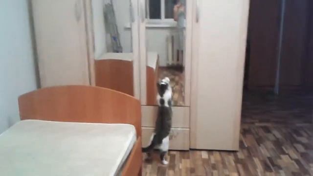 Смиритесь с тем что мотылька больше НЕТ смотреть онлайн