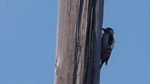 Как стучит дятел.