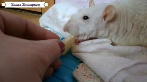 У КРЫСЫ ОТКАЗЫВАЮТ ЛАПЫ  Старая крыса  Старость крыс  КАНАЛ ПРО ЖИВОТНЫХ Домашние декоративные крыс