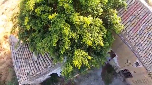 Ripresa aerea Casa rurale disabitata nella Valle dei Templi смотреть онлайн