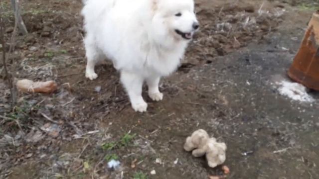 Игра самоеда Айши с медведем смотреть онлайн