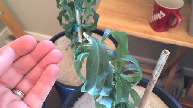 Pruning Goji (Wolf) Berry Plants Alberta Urban Garden