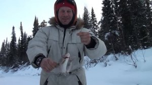 ЗИМНИЙ ХАРИУС НА МАЛЫХ РЕКАХ