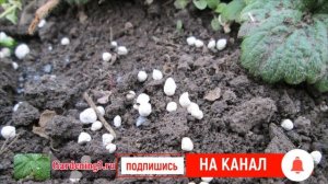 Правила посадки клубники для начинающих Весной Летом Осенью Как правильно посадить клубнику