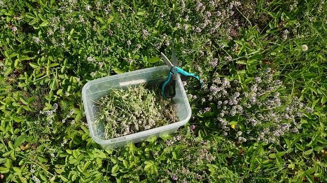 Собираем тимьян с цветами клевера и сушим к иван-чаю. смотреть онлайн