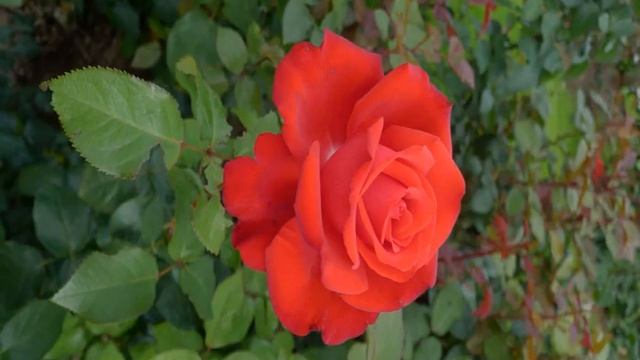 Роза Гранд Аморе (Grande Amore) — что это за чайно-гибридный сорт смотреть онлайн