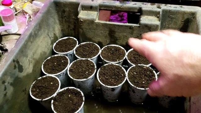 Заложил корень малины на проращивание. Сорт Пшехиба. смотреть онлайн