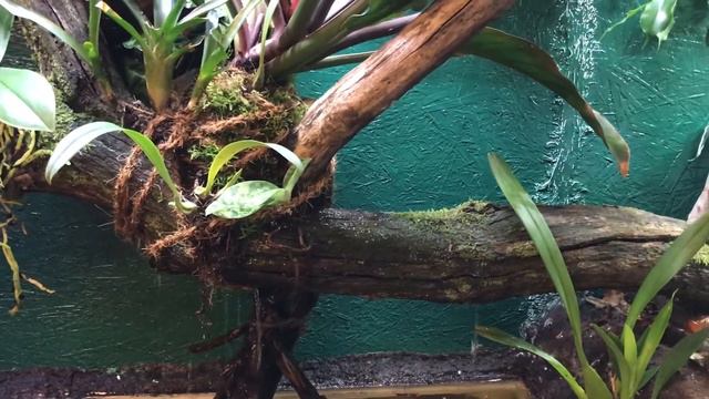 Help! What animal should we have in this terrarium? смотреть онлайн