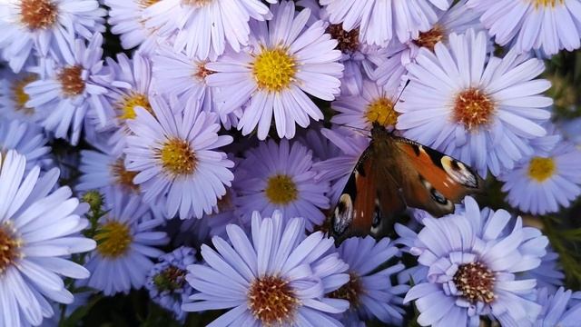 Опыление цветов ??? смотреть онлайн