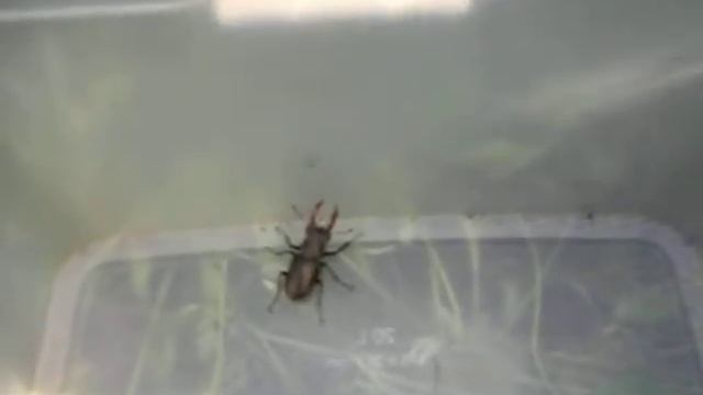 Самый большой в Европе Красно книжный жук-олень Альберта Дюрера. Приметы и мифы смотреть онлайн