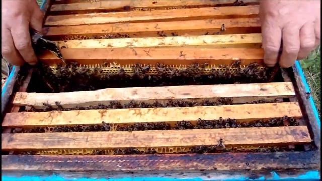 100 + кг меда с одной семьи на стационарной пасеке возможно? Проверим! смотреть онлайн