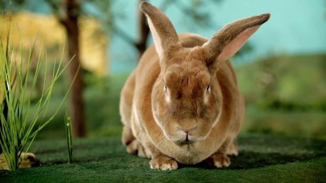 Purina Small Animals - Rabbits Foot