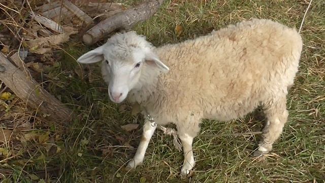 Что с утками!?/И какие новости в хозяйстве?/Диванный кроликовод смотреть онлайн