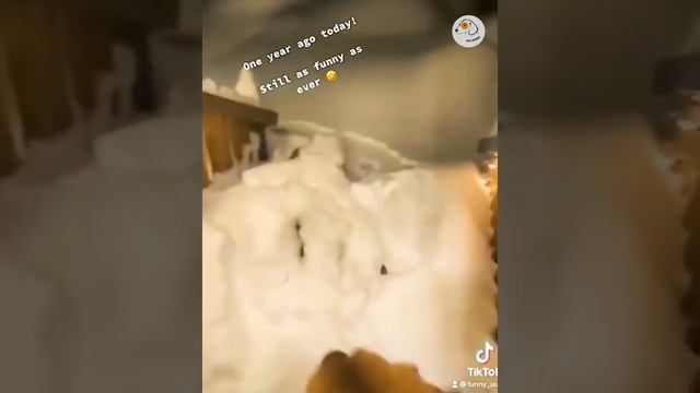 Смешные животные #161.mp4 смотреть онлайн