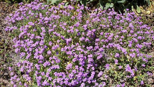 Дачный участок в Германии 4K 3840x2160 (60fps) видео без звука смотреть онлайн