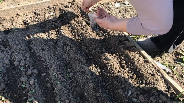 Тонкости посадки лука чернушки На севок смотреть онлайн