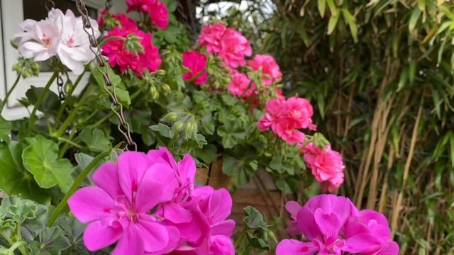 Пеларгонии Плющелистные! Розовый рассвет в моем саду в Лондоне! смотреть онлайн