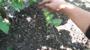 Шелковица / Тутовник размножение, укоренение шелковицы в открытом грунте надежным способом.