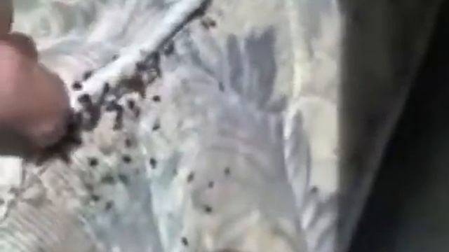 Где живут клопы в квартире. смотреть онлайн