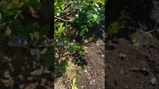 23 июля голубика на с-з Подмосковья. Авторский растаманский срез :) извиняюсь за звук . смотреть онлайн