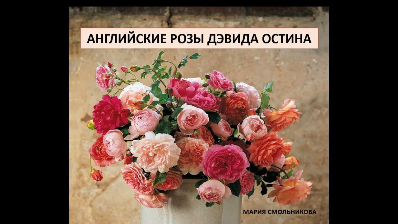 Английские розы Дэвида Остина. Фото,описание.Красивейшие сорта ! смотреть онлайн