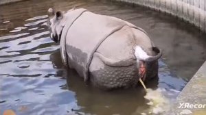 ШОК! носорог и писает и какает под эпичную песню