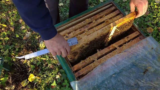 "Пчеловодство ... этого не может быть.." месяц спустя. смотреть онлайн