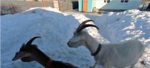 Гуляем с козами,  Живем в деревне, Деревенский быт.