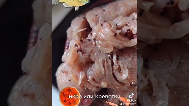 скумбрия и криль. еда для скумбрии смотреть онлайн