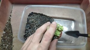 Пересадка Крассула Перфората Вариегата