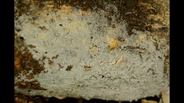 Botryobasidium candicans смотреть онлайн