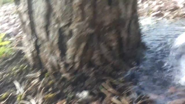 Полив деревьев с помощью баблера смотреть онлайн