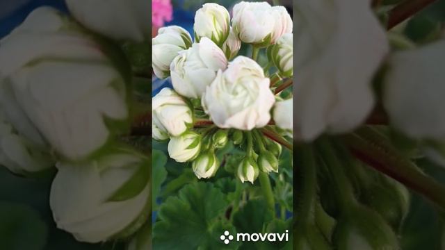 ПЕЛАРГОНИЯ ПРИНЦ ГУСТАВ КОЛЛЕКЦИЯ ЛИПАТОВОЙ АНАСТАСИИ // ВАЦАП ДЛЯ ЗАКАЗА КАТАЛОГА 89152458159 смотреть онлайн