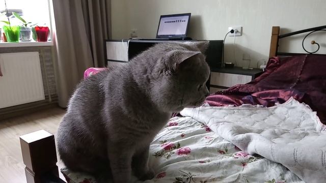 Шотландский кот Тихон готовит себе место для отдыха смотреть онлайн