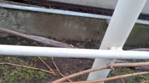 Кишмиш Юпитер .Обрезка на рожки. Наращиваем многолетнюю лозу для получения качественного урожая.