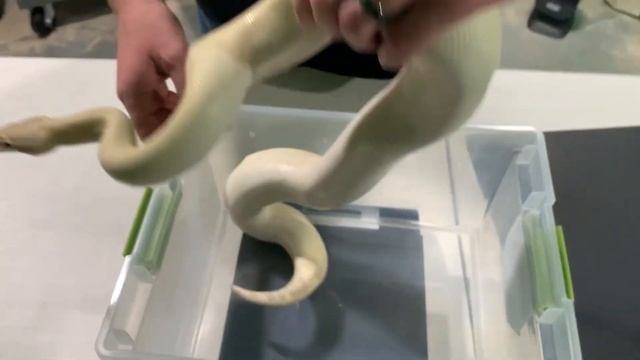 Ball Python Breeding Size смотреть онлайн
