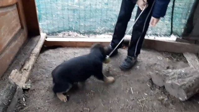 Немецкая овчарка. Щенку 2 месяца.German Shepherd. The puppy is 2 months old. смотреть онлайн