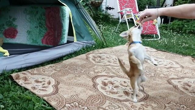 Чихуахуа на даче | РУБРИКА чихуахуа Торри