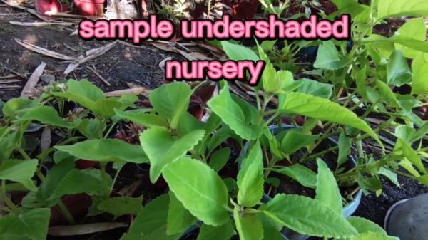 Wizard Golden Coleus