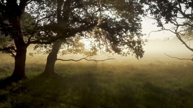 Лес. Утро. Туман смотреть онлайн