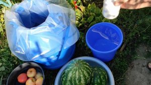 Арбузы солёные с яблоками в бочёнке на зиму.