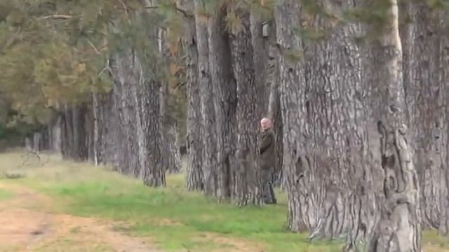 Богородичная аллея в Дивеево. Сосновый коридор возле Царского скита. смотреть онлайн
