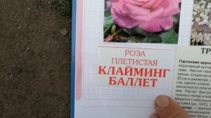 Розы флорибунда! Что покупал и что на самом деле!