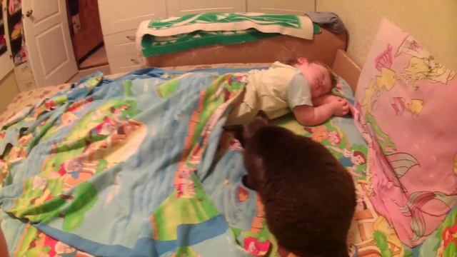 Дети и кошки. Василиса и Девон-Рекс / Funny Videos Cats and Kids! смотреть онлайн