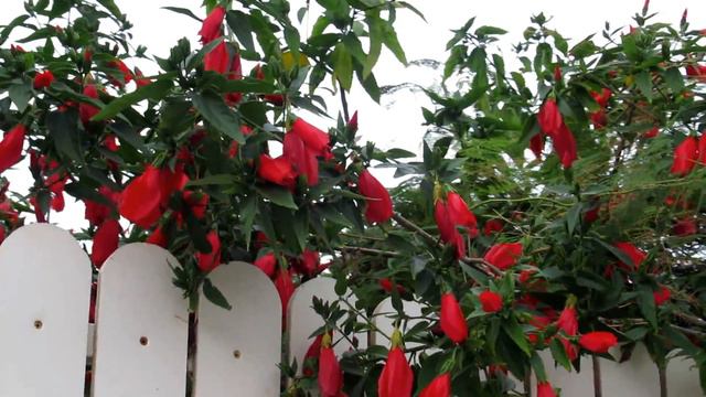Яркое цветение Мальвавискуса!Malvaviscus arboreus,Кирьят-Ям.Израиль.Kiryat-Yam. Israel . смотреть онлайн