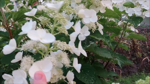 САМАЯ НЕЖНАЯ ГОРТЕНЗИЯ С ПОРХАЮЩИМИ ЛЕПЕСТКАМИ смотреть онлайн